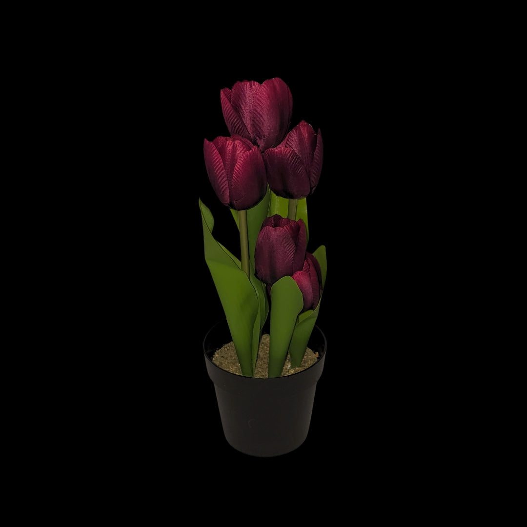 Вечне Лале